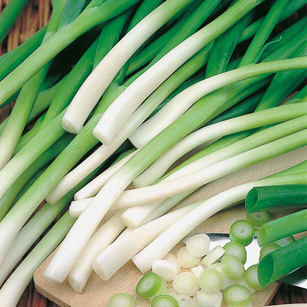 Onion (Spring) Ishikura Seeds - Image 3
