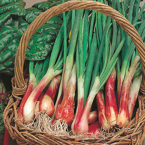 Onion (Spring) North Holland Blood Red Seeds - Image 3