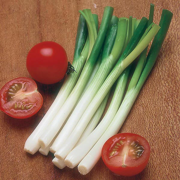 Onion (Spring) Ramrod Seeds - Image 3