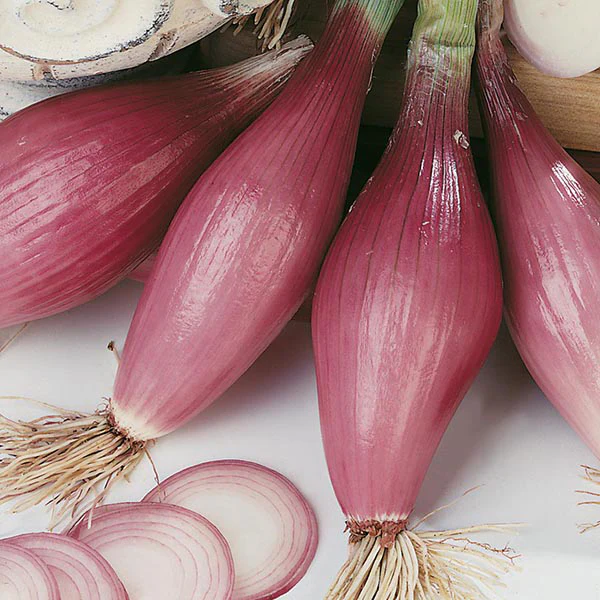 Onion (Spring) Rossa lunga di Firenze Seeds - Image 3