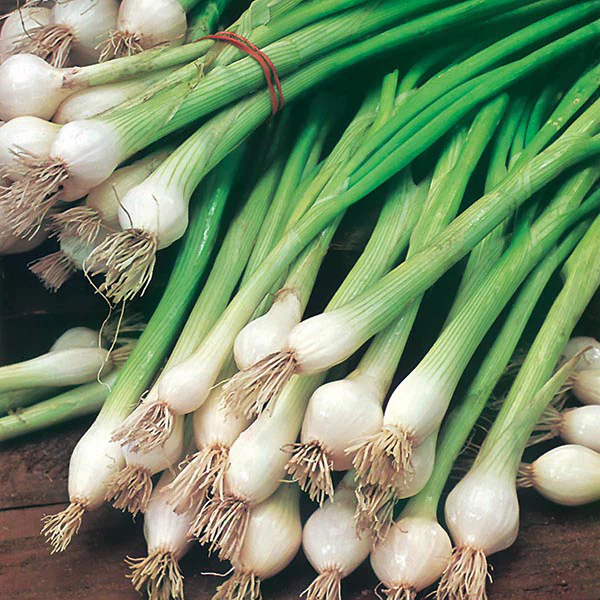 Onion (Spring) White Lisbon Seeds - Image 3