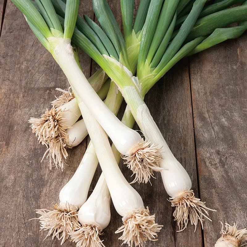 Onion (Spring) White Lisbon Winter Hardy Seeds - Image 3