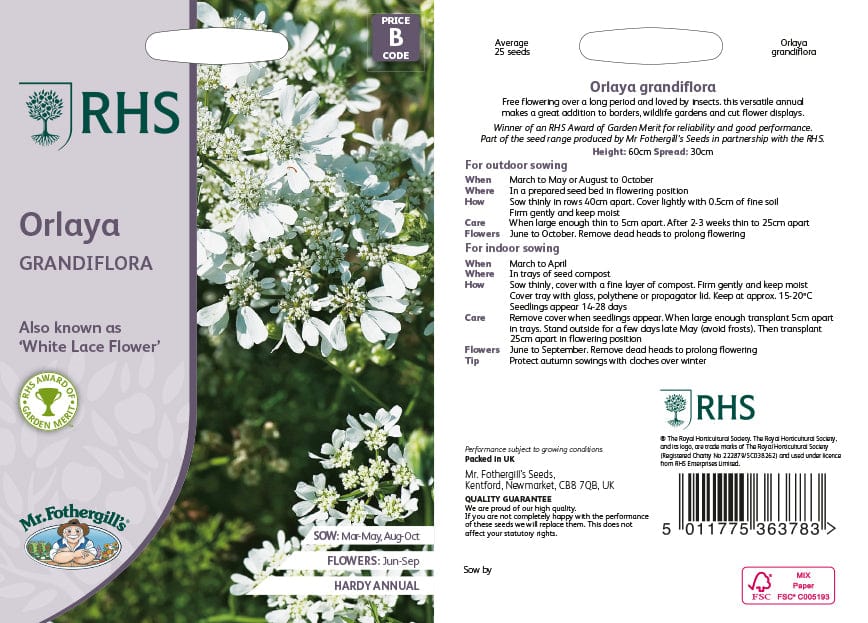 Orlaya Grandiflora Flower Seeds - Image 2