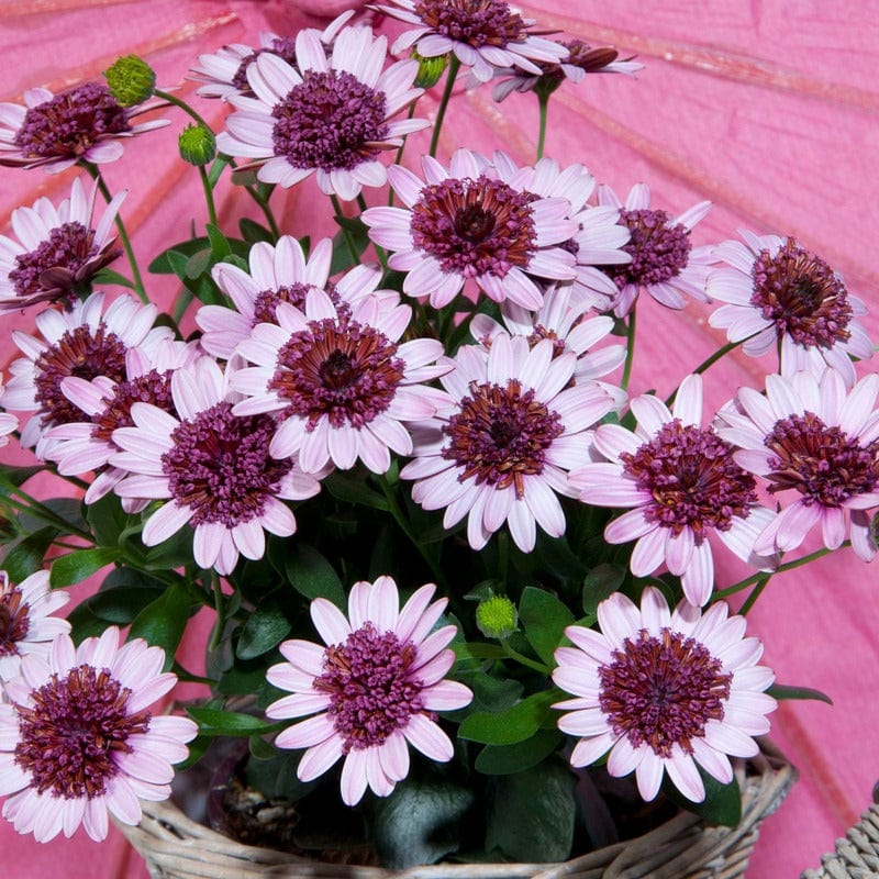 Osteospermum 3D Flower Plants Collection - Image 3