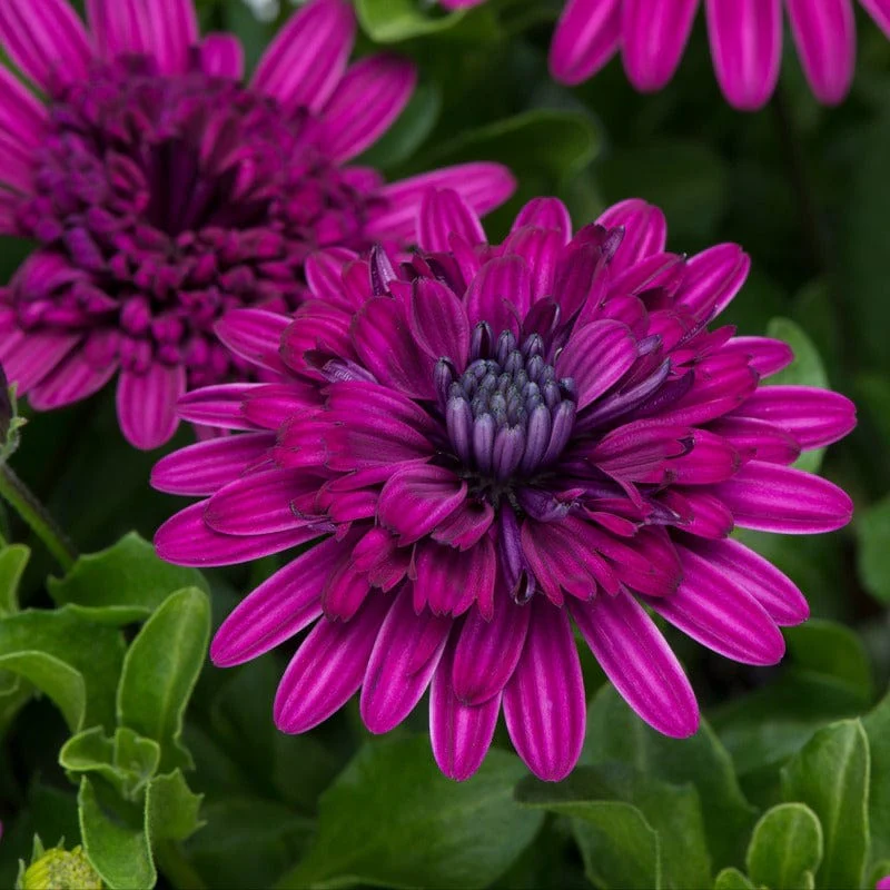 Osteospermum 3D Double Purple Flower Plants - Image 2