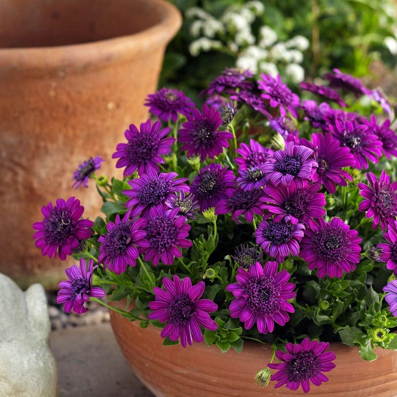 Osteospermum 3D Double Purple Flower Plants