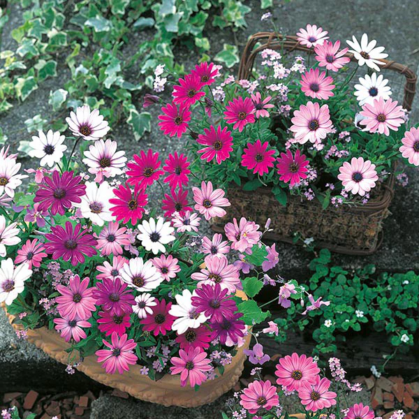 Osteospermum Daisy Mae Mixed Seeds - Image 3