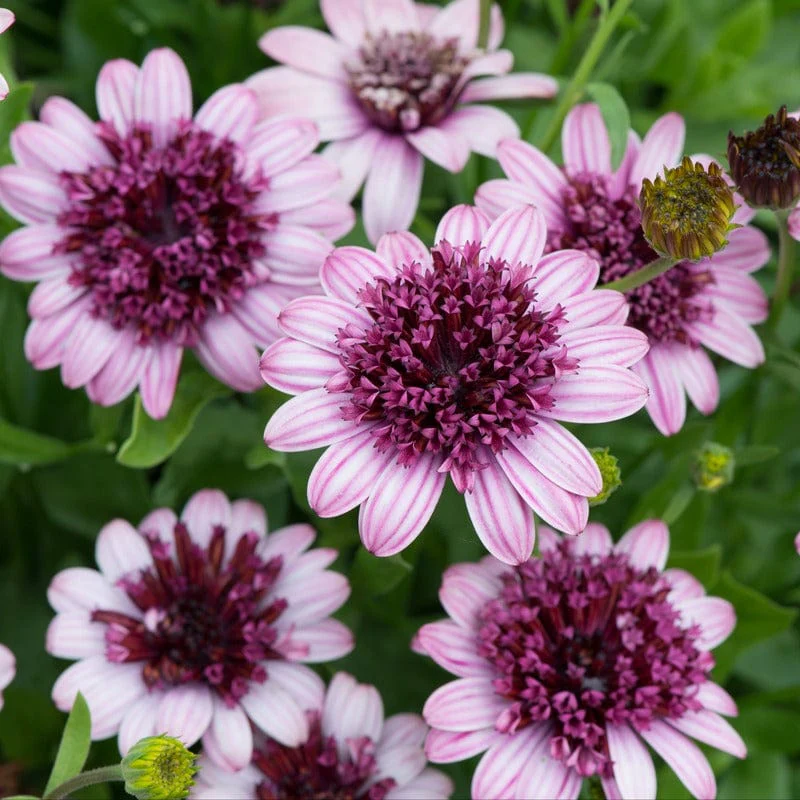 Osteospermum Double Berry White - Image 2