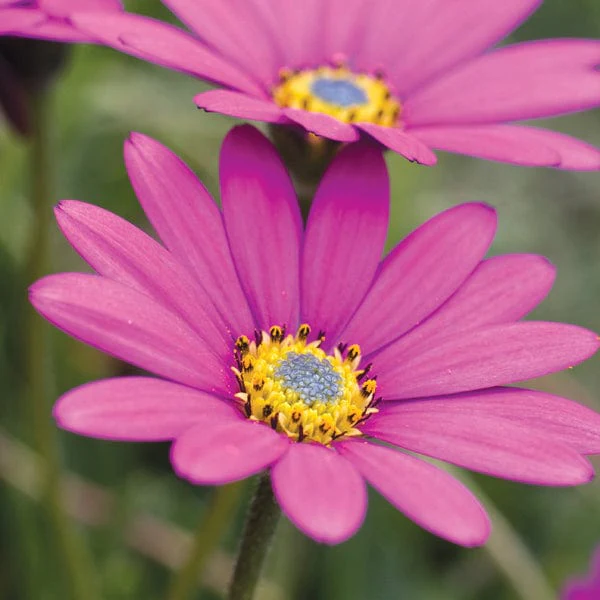 Osteospermum In The Pink Flower Plants