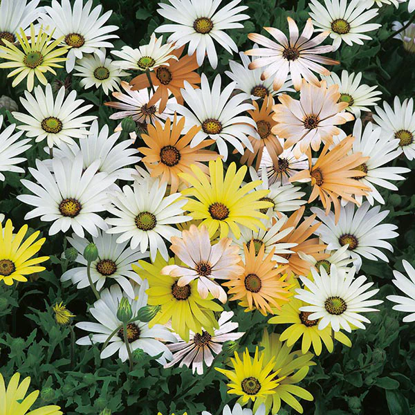 Osteospermum Limpopo Mixed Seeds - Image 3