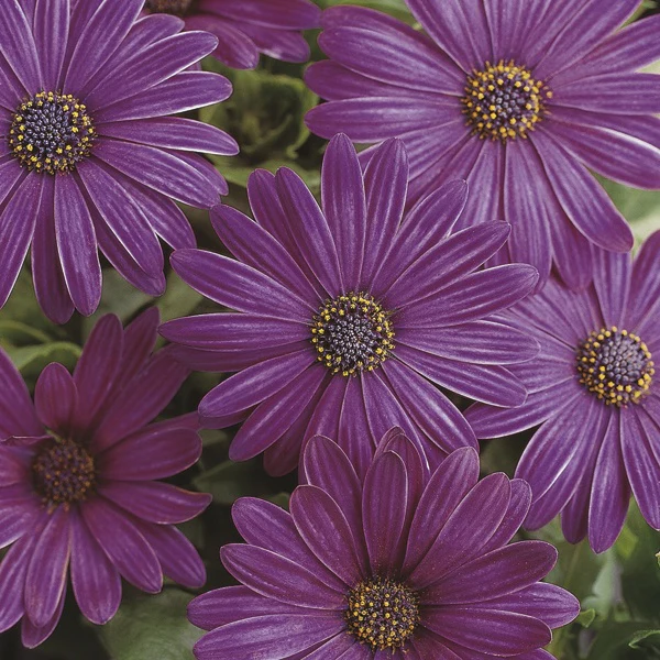 Osteospermum Serenity Flower Plant Collection - Image 5