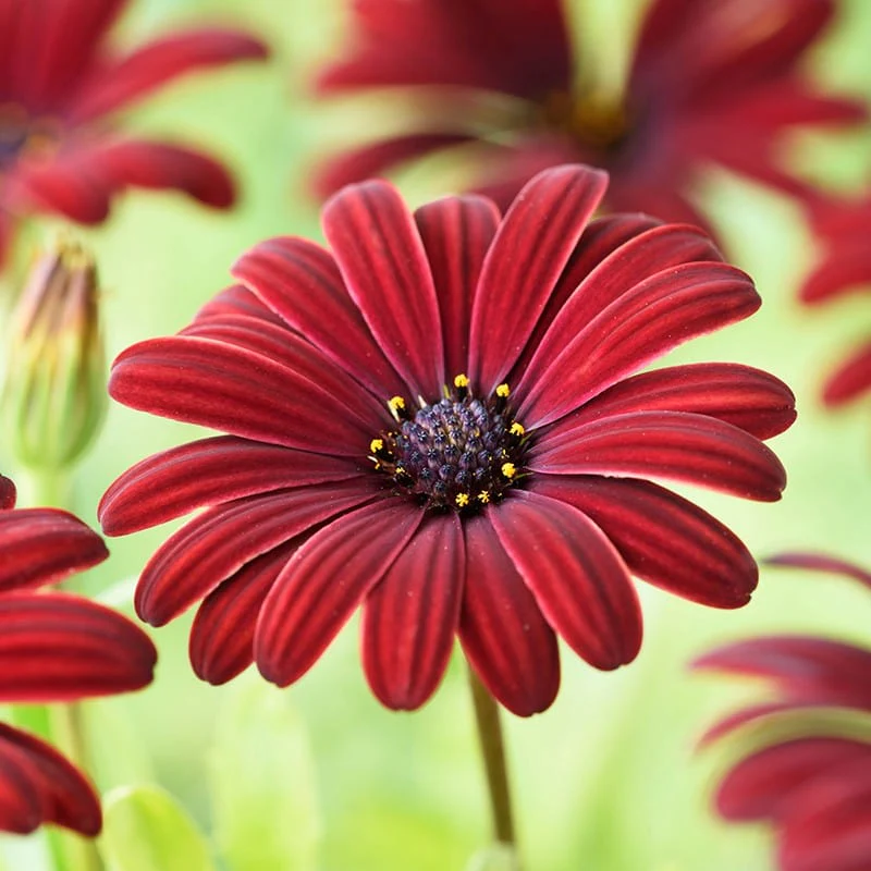 Osteospermum Serenity Red Flower Plants