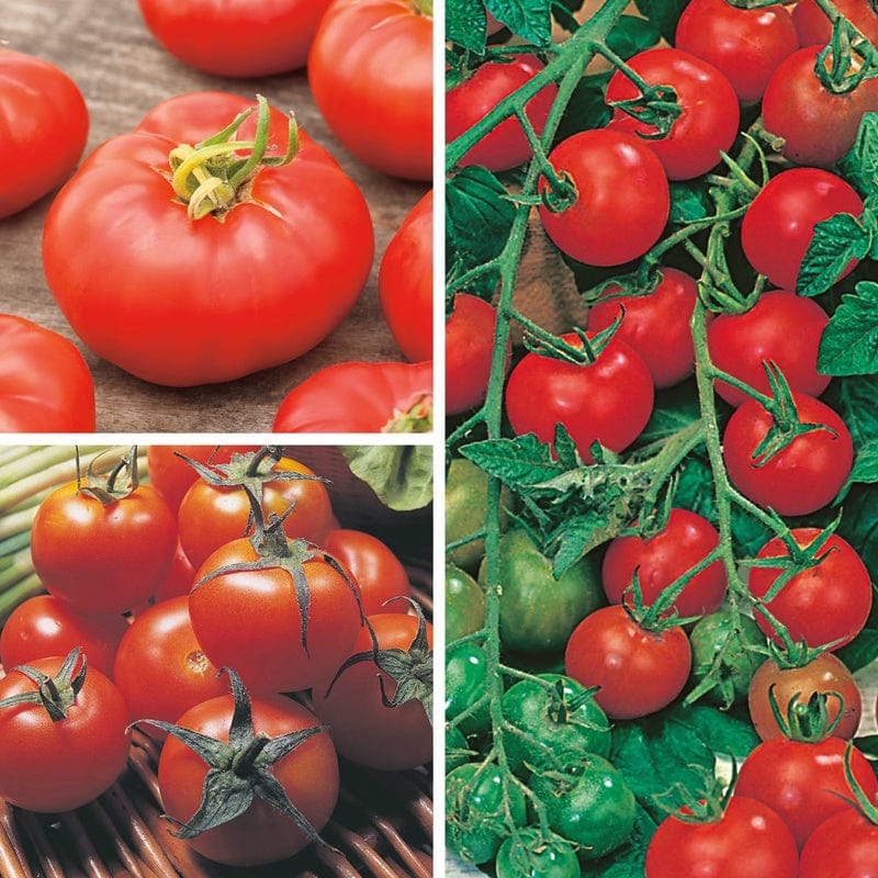 Outdoor Tomato Plant Collection