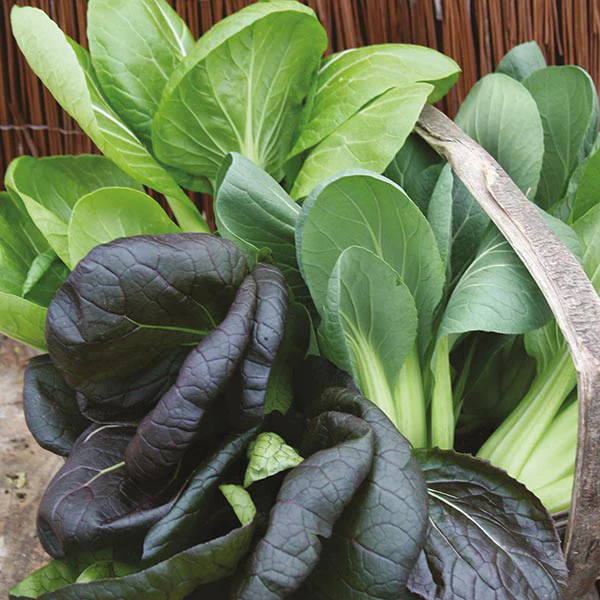 Pak Choi Colour & Crunch F1 Seeds - Image 3