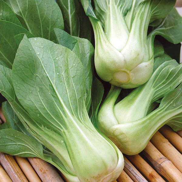 Pak Choi Green Revolution F1 Seeds - Image 3