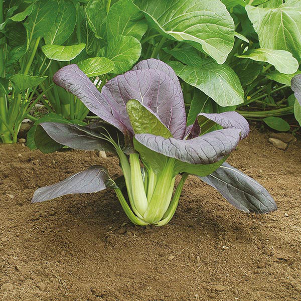 Pak Choi Red Choi F1 Seeds - Image 3