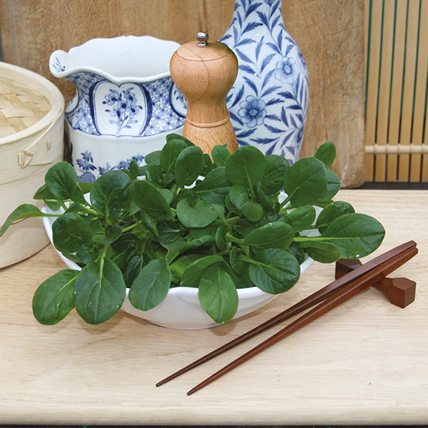 Pak Choi Tatsoi Rozette F1 Seeds - Image 3