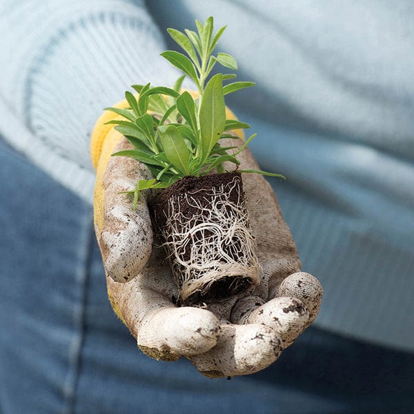 Pansy Cool Wave Frost Garden Ready Bedding Plants - Image 2