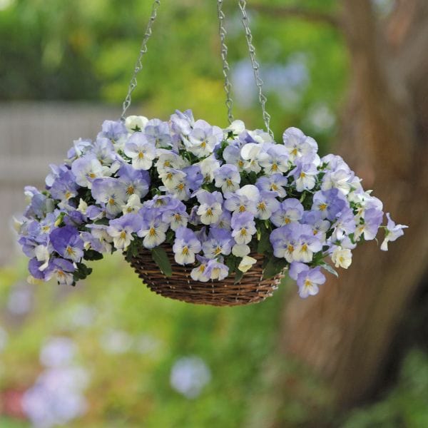 Pansy Cool Wave Frost Garden Ready Bedding Plants - Image 7