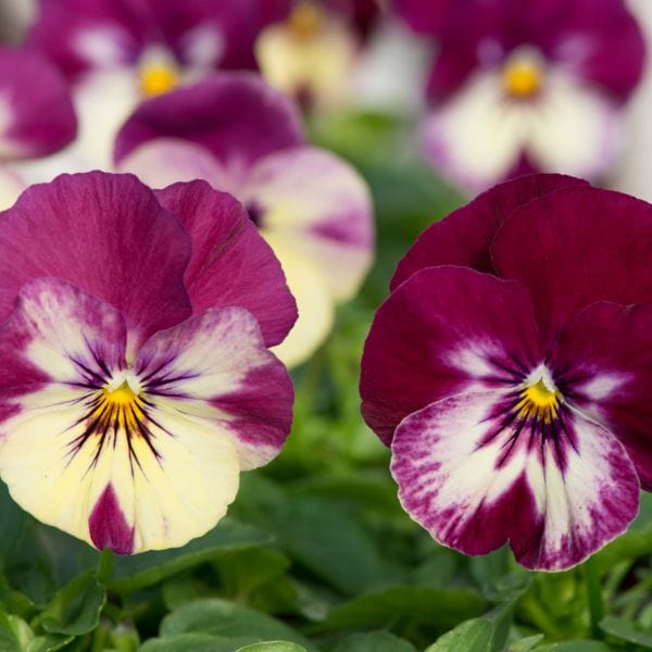 Pansy Cool Wave Raspberry Swirl Garden Ready Bedding Plants - Image 2