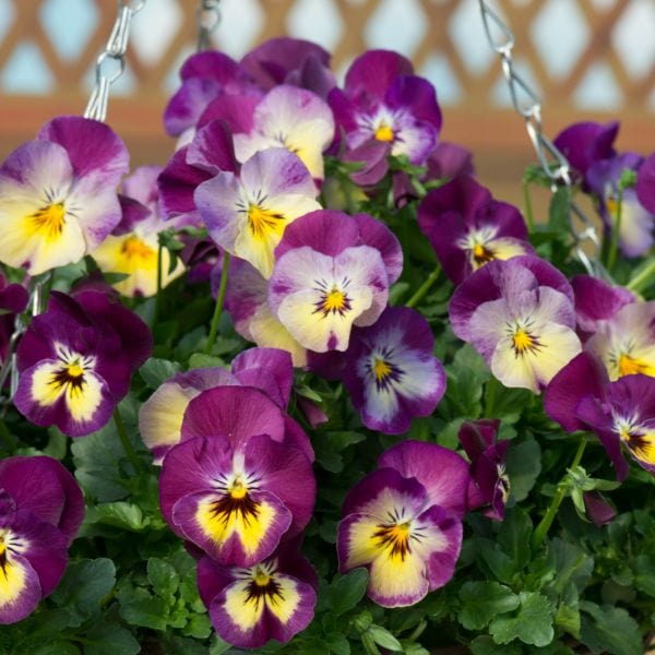 Pansy Cool Wave Raspberry Swirl Garden Ready Bedding Plants - Image 5