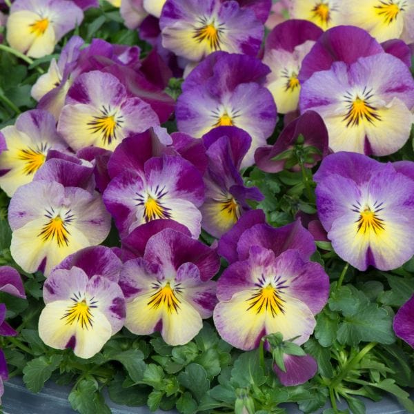Pansy Cool Wave Raspberry Swirl Garden Ready Bedding Plants - Image 7