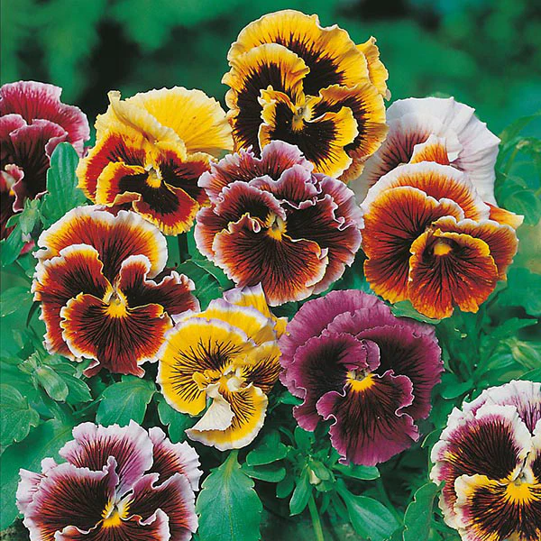 Pansy Frou Frou Mixed Seeds - Image 3