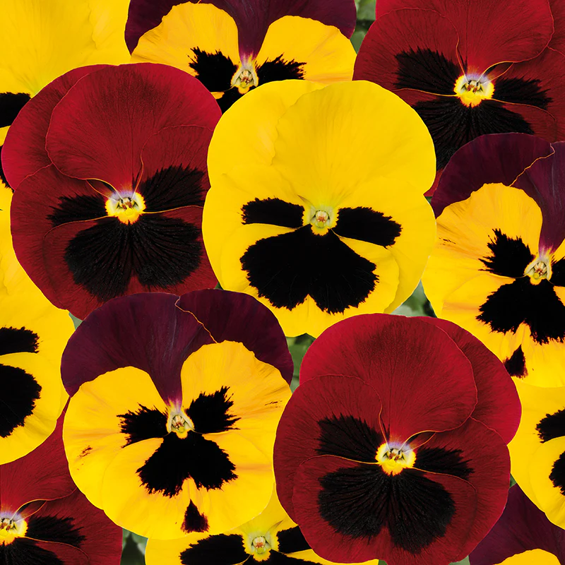 Pansy Matrix Mix Autumn Blaze Flower Plants - Image 2