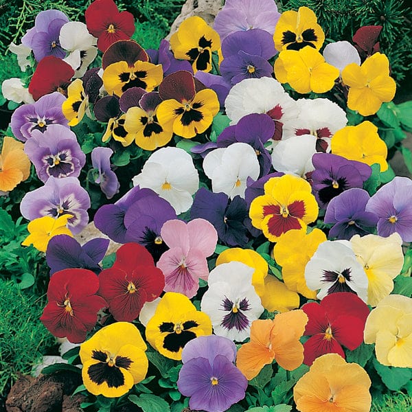 Pansy Winter Flowering Mixed F1 Plants