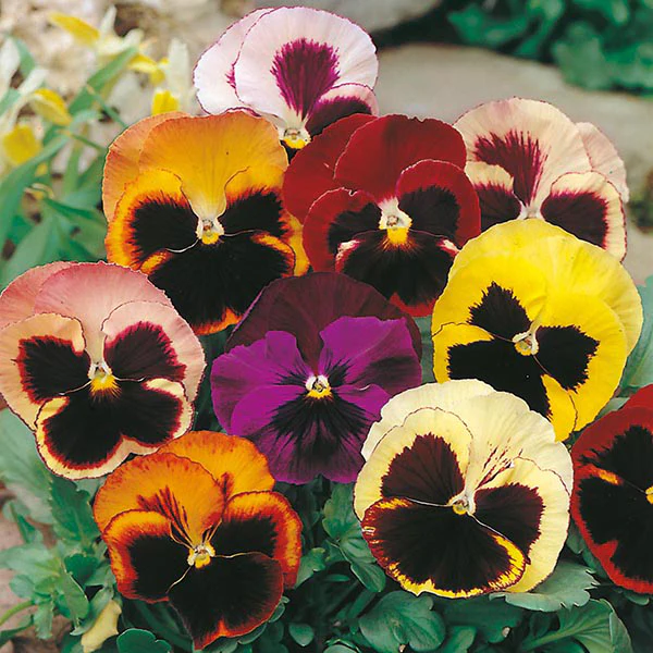 Pansy Swiss Giants Mixed Seeds - Image 3