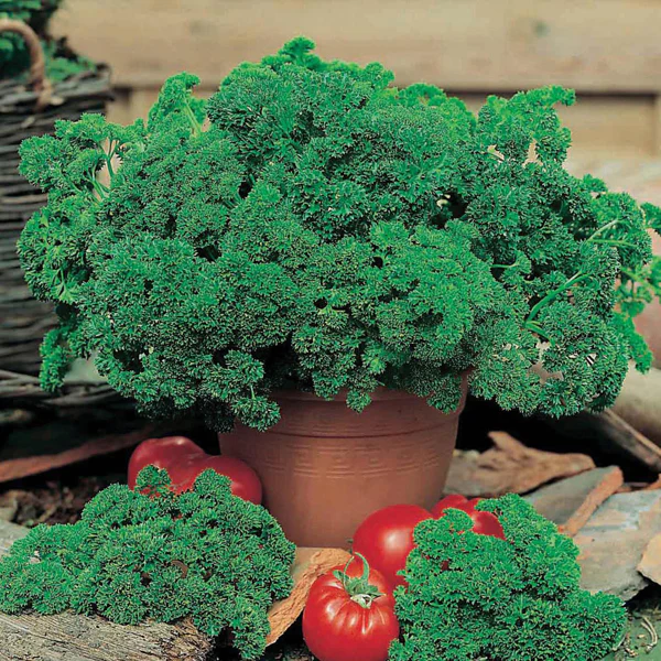 Parsley Aphrodite Seeds - Image 3