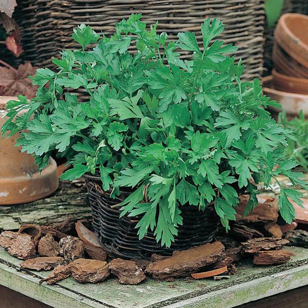 Parsley Plain Leaved 2 Seeds - Image 3