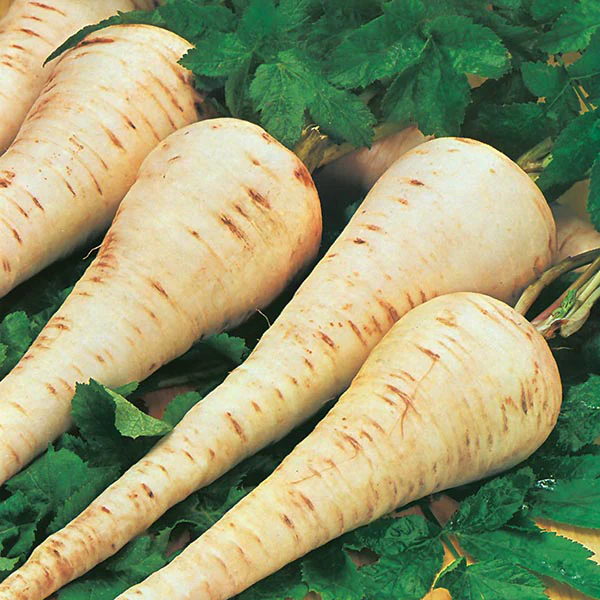 Parsnip Gladiator F1 Seeds - Image 3