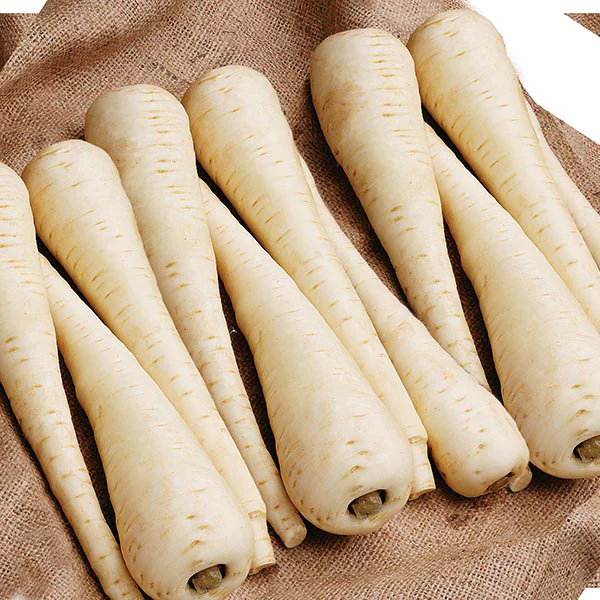 Parsnip Javelin F1 Seeds - Image 3