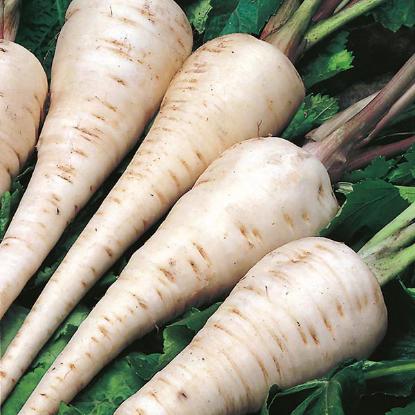 Parsnip White Gem Seeds - Image 3