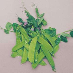 Pea Carouby De Mausanne Vegetable Plants