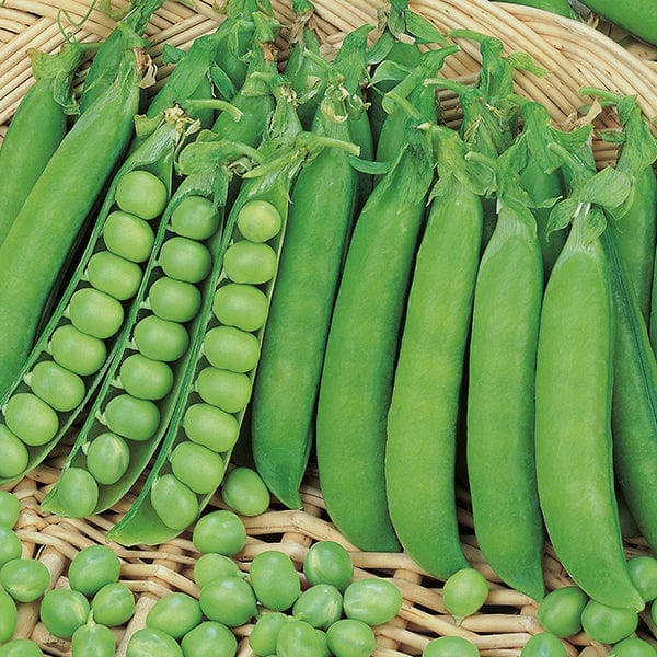 Pea Douce Provence Seeds