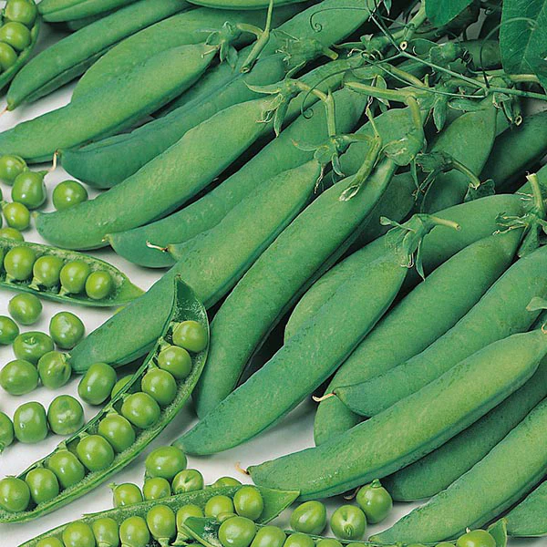 Pea Hurst Green Shaft Seeds - Image 2