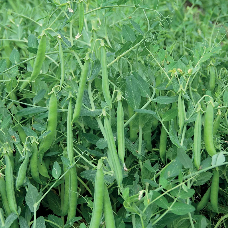 Pea Johan Vegetable Seeds - Image 2