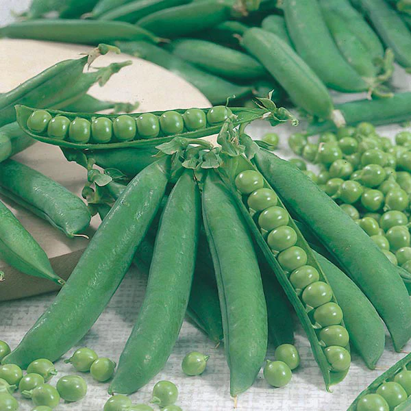 Pea Kelvedon Wonder Seeds - Image 2