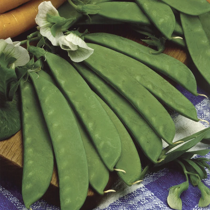 Pea (Mangetout) Sweet Sahara - Image 2