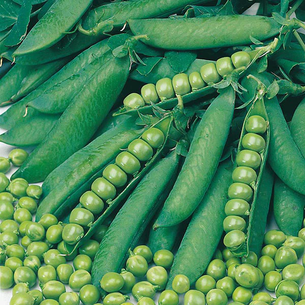 Pea Onward Seeds - Image 2