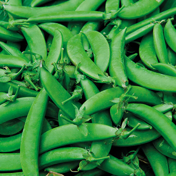 Pea (Snap) Nairobi Seeds - Image 2