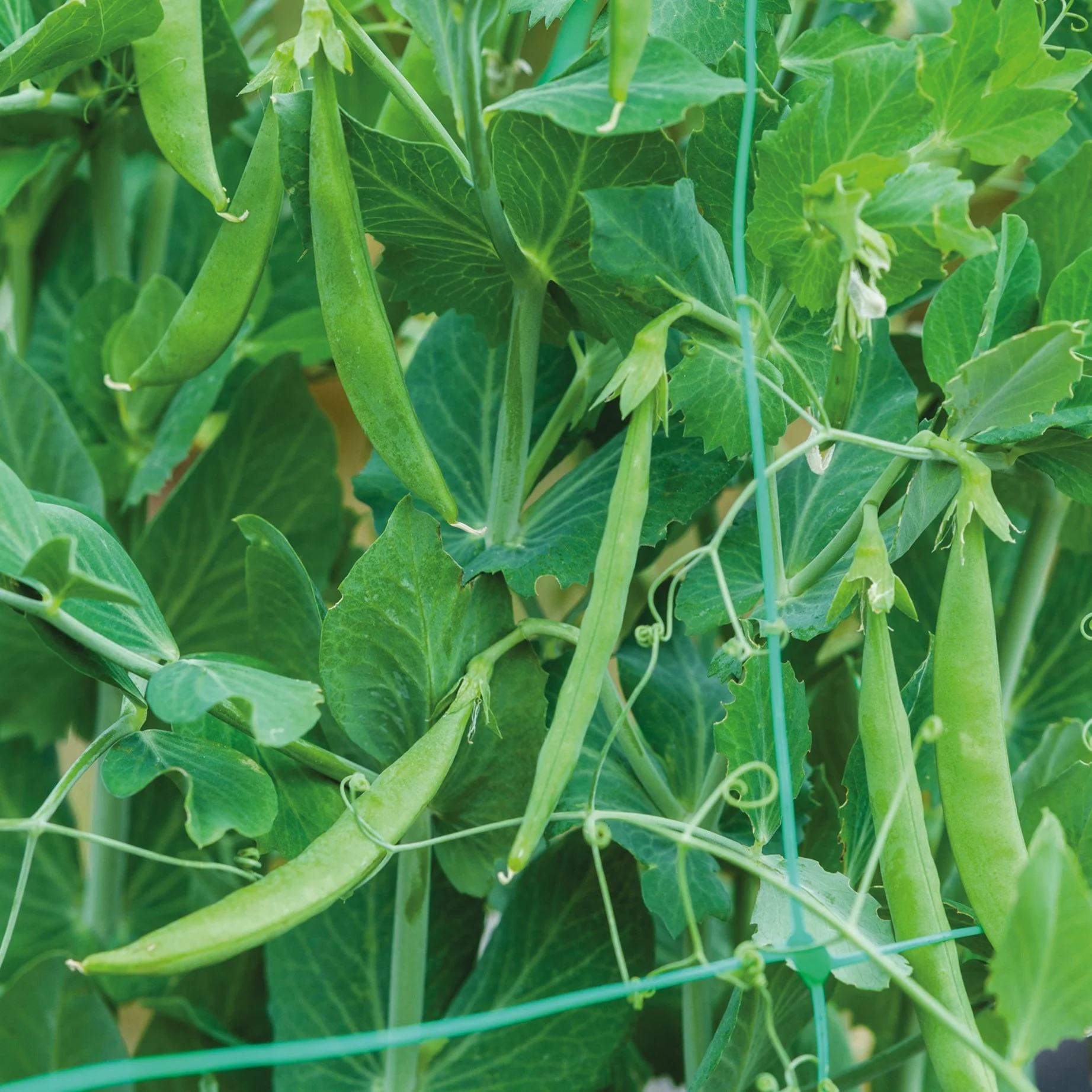 Pea (Snap) Snak Hero Seeds - Image 2