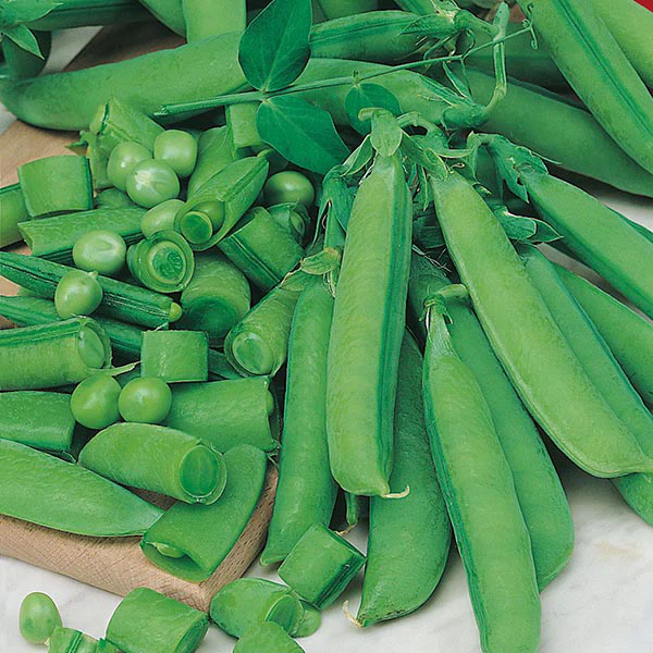 Pea Sugar Bon Seeds - Image 2