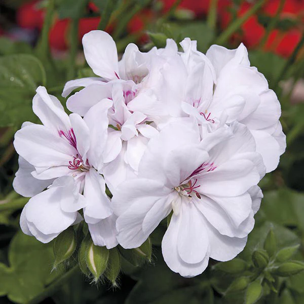 Pelargonium Sunflair Eva White Flower Plants