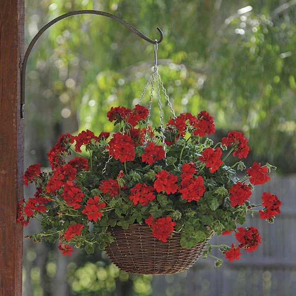 Trailing Pelargonium Flower Plant Collection - Image 3