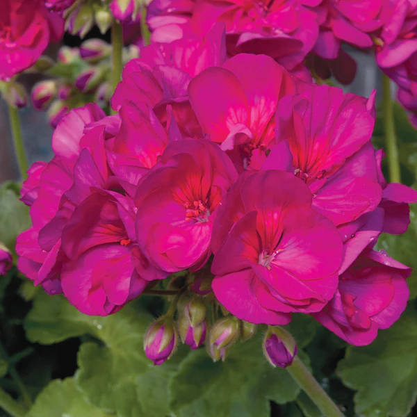 Pelargonium Zonal Flower Plant Collection