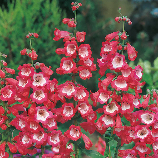 Penstemon Scarlet Queen Seeds - Image 3