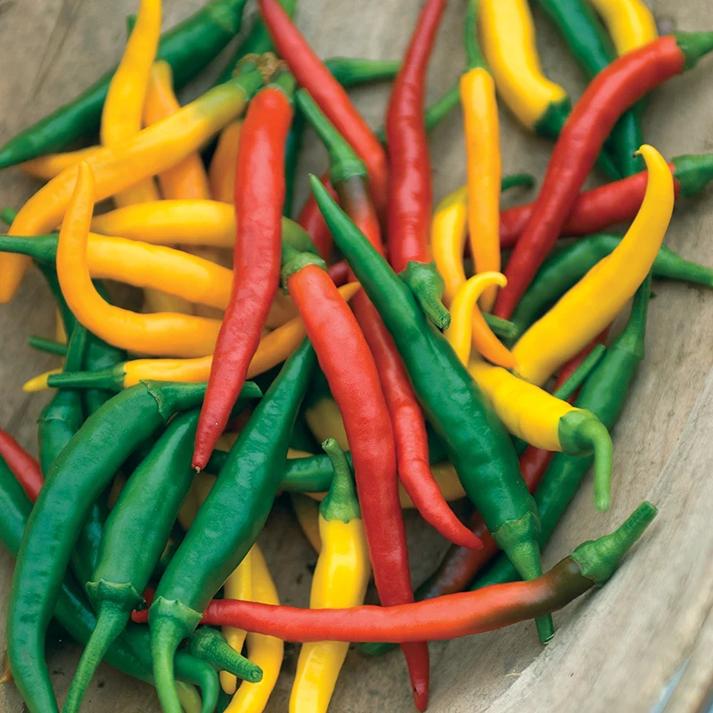 Pepper (Hot) Devil's Brew Vegetable Seeds - Image 3